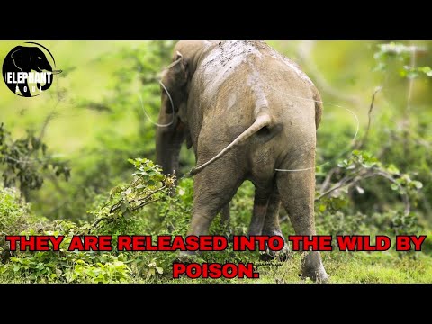 Wild Elephants Are Spreading Plastic Waste Into Forests | Hidden Impact of Human Pollution
