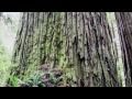 Redwood Forests and Climate Change