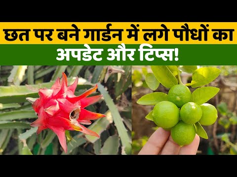 छत पर बने गार्डन में लगे पौधों का ताज़ा अपडेट और टिप्स! Terrace Garden Tour Vegetables Growing Tips