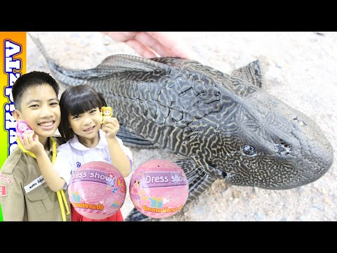 ยกยอ ปลาซัคเกอร์ยักษ์ กับ ไข่เซอร์ไพรส์ ซานะจัง พี่แชมป์น้องปาน Happytv