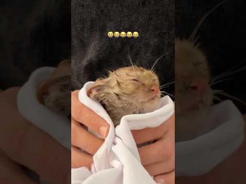 تتوقعون نظف او لا 😅 #روناس #اكسبلور #اهميه #النظافه #قطط #cat #روناس_وشيرو