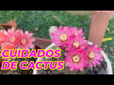 TUS CACTUS FLORECERAN COMO NUNCA CON ESTOS CUIDADOS