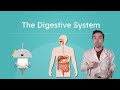 Digestive System Functions and Processes