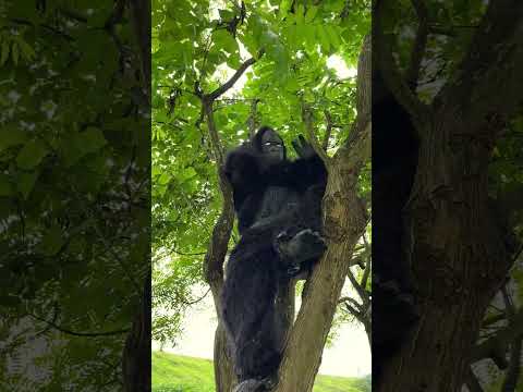 King Kong Hero in real life #comedy #funny #nature