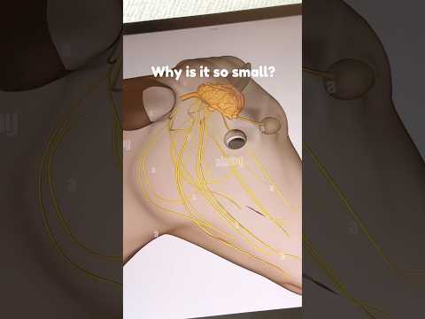 Making a cow BRAIN 🧠😱 #productdesign #drawing #heatingpad #kawaii #cows #brain #cowvideos #shorts