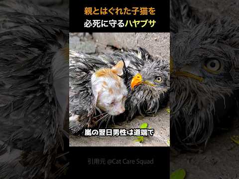 迷子の子猫を必死に守るハヤブサ