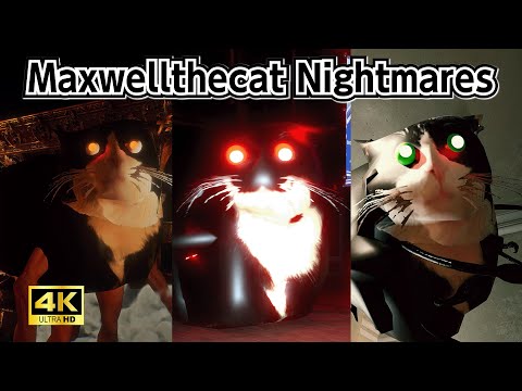 Maxwellthecat compilation #maxwellthecat #maxwellcat