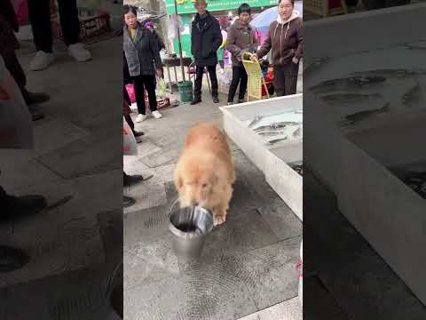 我们宝贝是善良的一个宝宝#萌宠#狗狗#金毛