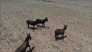 Cyprus wild donkeys (Equus asinus) Καρπασία - Ριζοκάρπασο – Drone video – Cyprus 2023