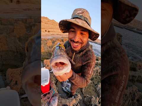 سر من اسرار قوة فك سمك الدوراد #صيدالسمك #stofishing #fishing #fishing_morocco #صيد #سمك