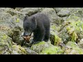 Bear Behavior and Diet Assessment