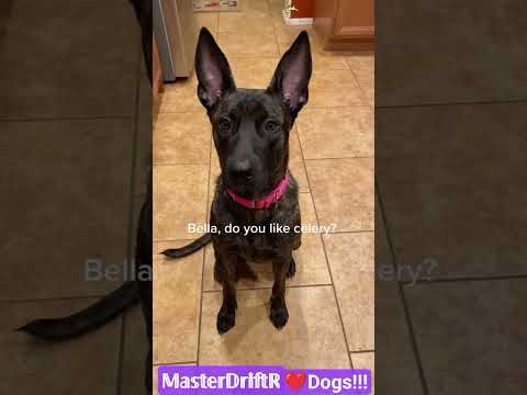 #lol #dog #dogs #animals #shortvideos #shorts #shortsfeed #viral #fyp #viralvideo #viralshorts #fypใท