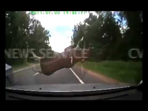 DEER POUNCES AND CRASHES INTO CAR