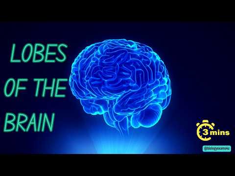 Brain Lobes and Functions in 3 minutes