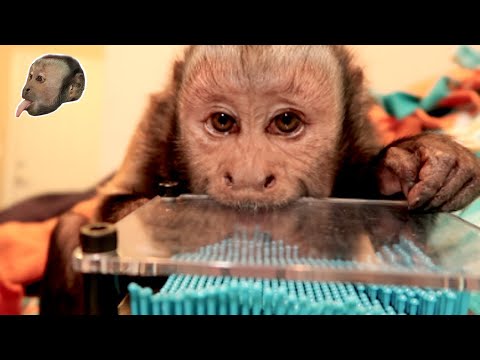 Capuchin Monkey Examines Pin Art Toy