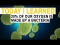 Lions and Ocean Exploration Facts
