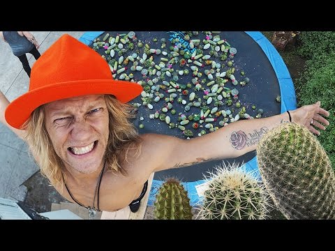 Cactus Trampoline Experiment!!