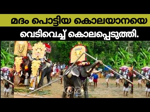 മദം പൊട്ടിയ ആനയെ തളയ്ക്കുവാൻ കഴിയാതെ വന്നപ്പോൾ  വെടിവെച്ചു കൊnnu | Elephant video malayalam