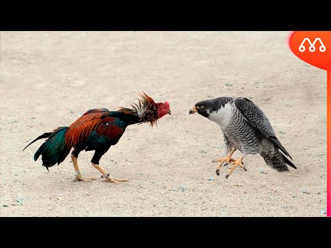 QUANDO O GALO ATACA O FALCÃO