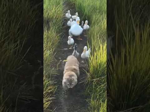 Cute and funny cat takes duckling and mother duck to catch fish. （Click to watch the full version）