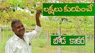 spine gourd Boda kakara kaya sagu #Rythubadi