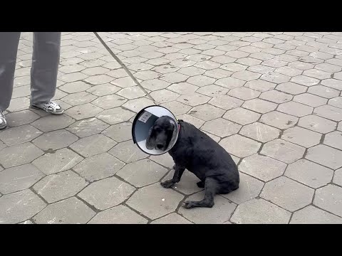 Leave Me Alone - Disabled Dog Angry At Everything After Being Abandoned