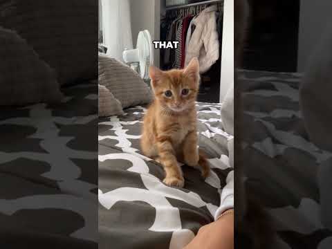 Funny Cat reaction made her go viral π