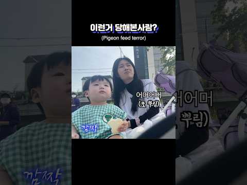 개열받는 비둘기 사료테러당해본 사람?