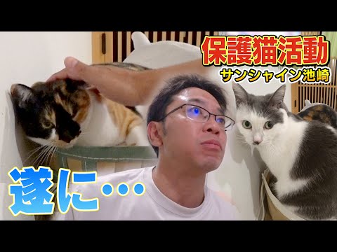 【保護猫活動】遂にサンシャイン池崎さんが新入りブルボンの念願の頭なでを！