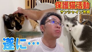 【保護猫活動】遂にサンシャイン池崎さんが新入りブルボンの念願の頭なでを！