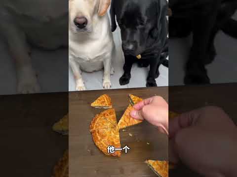 Dog Had Enough of the Ownerโs Trick! ๐