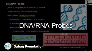 DNA/RNA Probes