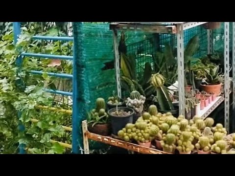 ถ่ายคลิปตอนฝนตกเสียงร้องจากธรรมชาติตกใจสุดขีด