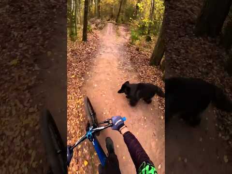 Memories with kids and dogs😅 #mtb #mountainbike #dirtjumper #mtblife #anatoly_brv ""