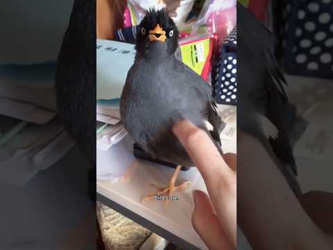 Bird Core.🕊️🦅🦜🪶 #animals #funnyanimals #petvideos #funny #animallife #funnypets #cute