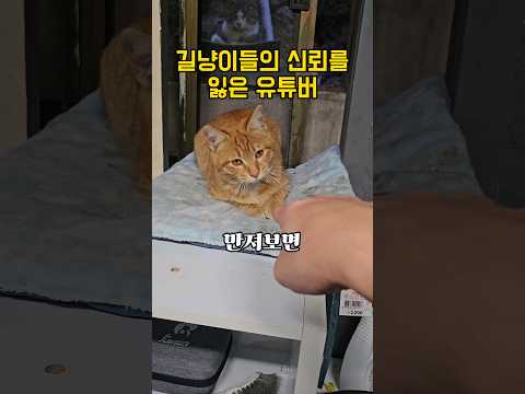 중성화 후 삐진 고양이 [창 밖의 고양이]