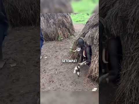 Suku Ini Wajib Menggunakan Tanduk Di Kepala #shorts