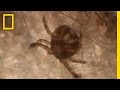 Understanding Lyme Disease