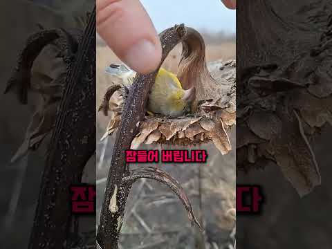해바라기 위에서 손으로 만져도 모를 정도로 깊이 잠드는 기면증 걸린 새