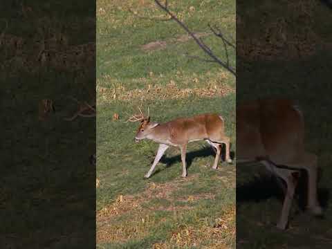 Pulled the trigger on this mature brute during Missouri's late alternative-weapons season