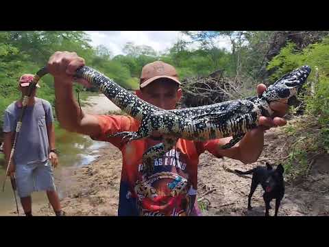 A VOLTA NA MATA ATRÁS DOS TEJU FOI SHOW SÓ JACARÉ pega é soltar