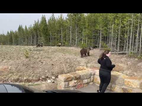 Bear Charges Towards Woman at Yellowstone National Park
