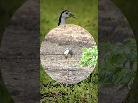 Sekuat ini kah burung ruak ruak #shorts