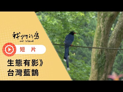 生態有影｜你被台灣藍鵲巴過頭嗎？｜短片系列｜公視我們的島 - YouTube(48秒)
