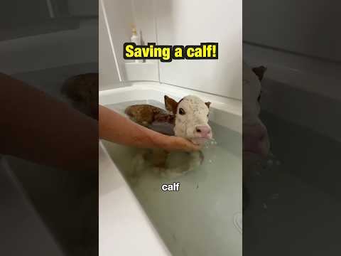 We had to save a calf last night!