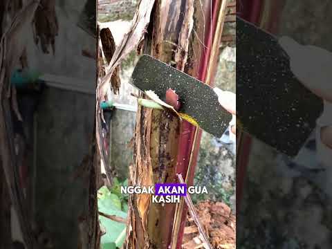 Pohon Penghasil Uang #viral #eksperimen #shorts