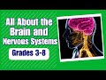 Human Sensory and Nervous Systems