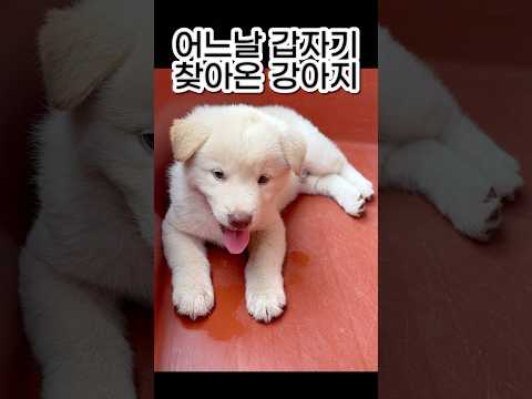 강아지 분양 첫날