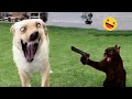 Pet Humor and Interactions Analysis