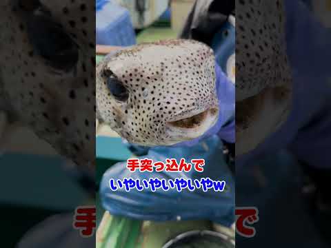 成長しすぎて大きくなりすぎた